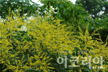 모감주슬롯 조작 꽃; 노란색 꽃이 비가 내리듯 핀다. 출처=들꽃세상. 사진=국립산림과학원 제공.