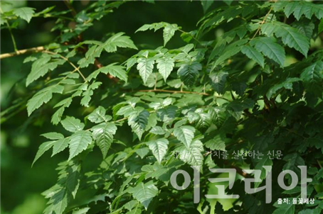 모감주슬롯 조작 잎; 깃꼴형태의 잎이 달린다. 출처=들꽃세상. 사진=국립산립과학원.제공.