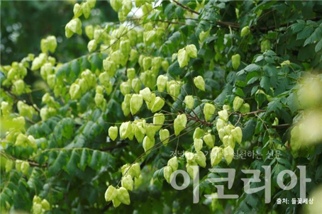 모감주슬롯 조작 열매(미성숙); 주머니 모양의 열매가 달린다.출처=들꽃세상.사진=국립산림과학원 제공.
