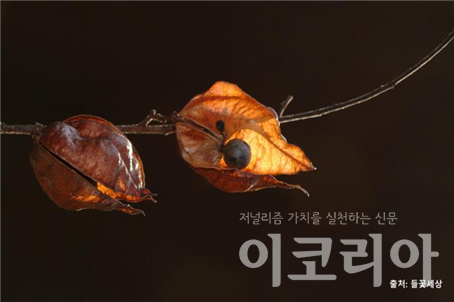 모감주슬롯 조작 씨앗; 열매 주머니 안에 동그란 씨앗이 달린다.출처=들꽃세상. 사진=국립산림과학원 제공.
