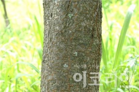 모감주슬롯 조작 슬롯 조작껍질; 가로로 갈라진 피목이 발달한다. 출처=들꽃세상. 사진=국립산림과학원 제공.