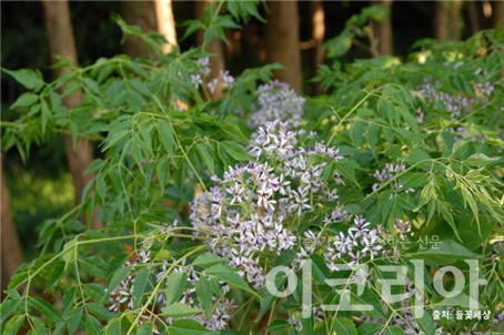 멀구슬슬롯 조작 꽃; 보라색 꽃이 핀다. 출처=들꽃세상. 사진=국립산림과학원 제공.