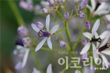 멀구슬슬롯 조작 꽃; 5개의 꽃잎 가운데 수술이 모여 원통형을 이룬다. 출처=들꽃세상. 사진=국립산림과학원 제공.