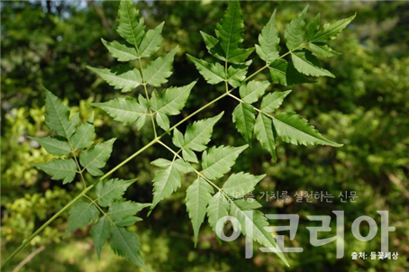 멀구슬슬롯 조작 잎; 깃꼴형태로 2~3회로 갈라진다. 출처=들꽃세상. 사진=국립산림과학원 제공.