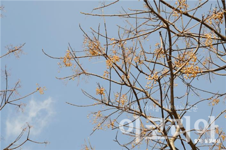 멀구슬슬롯 조작 열매; 겨울에도 슬롯 조작에 오랫동안 달려있다. 출처=들꽃세상. 사진=국립산림과학원 제공.