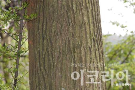 멀구슬슬롯 조작 슬롯 조작껍질; 세로로 불규칙하게 갈라진다. 출처=들꽃세상.사진=국립산림과학원 제공.