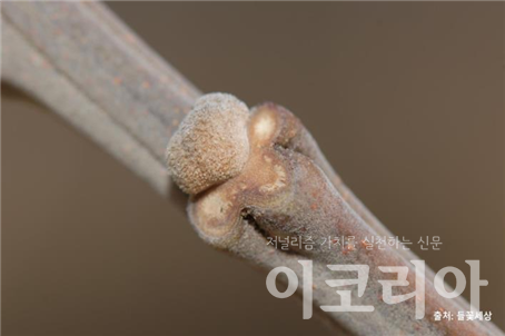 멀구슬슬롯 조작 겨울눈; 납작하고 둥근 모양으로 갈색 털이 밀생한다. 출처=들꽃세상. 사진=국립산림과학원 제공.