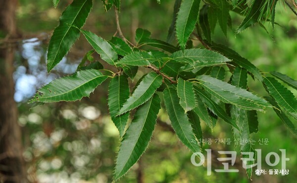 상수리확장 슬롯 잎: 가장자리에 까락처럼 뾰족한 톱니가 있다. 출처=들꽃세상. 사진=국립산림과학원 제공