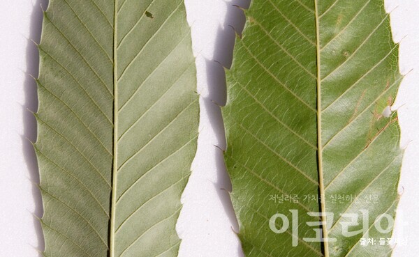 굴참확장 슬롯 잎(좌), 상수리확장 슬롯 잎(우): 잎 뒷면 색이 다르다. 출처=들꽃세상. 사진=국립산림과학원 제공.