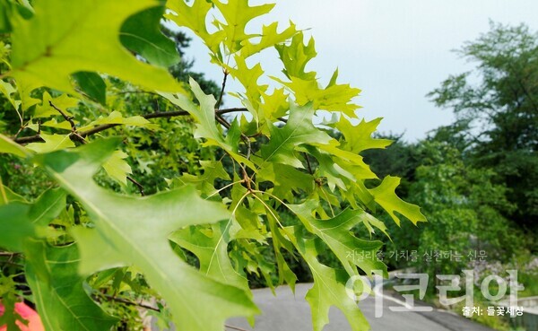 루브라참확장 슬롯 잎: 깊게 갈라진 모양이다. 출처=들꽃세상. 사진=국립산림과학원 제공.