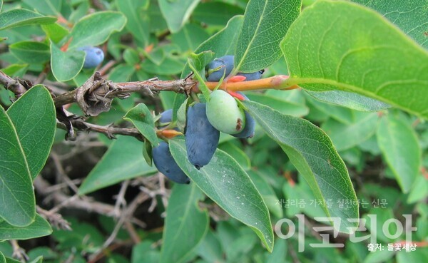 댕댕이 나무 열매: 남보라색의 팽팽한 열매가 달린다. 출처=들꽃세상. 사진=국립산림과학원 제공.