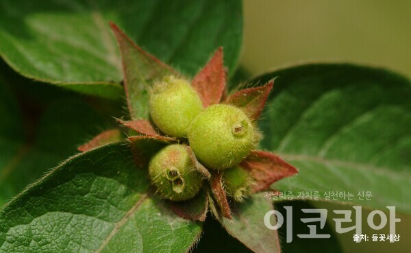 구슬댕댕이 열매(미성숙); 연두색 주머니(포)가 열매를 감싸고 있다. 출처=들꽃세상. 사진=국립산림과학원 제공.