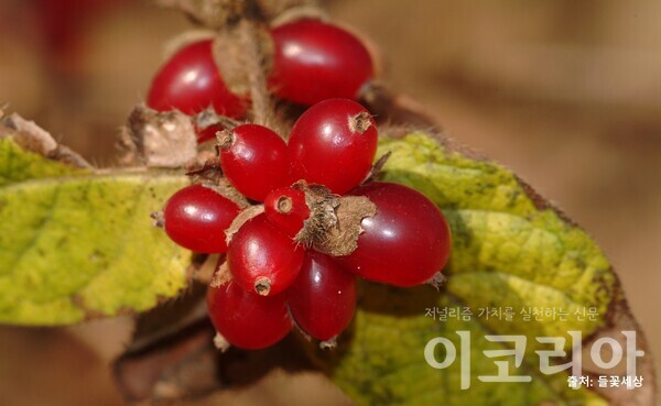 구슬댕댕이 열매; 붉은색 영롱한 열매가 달린다. 출처=들꽃세상. 사진=국립산림과학원 제공.