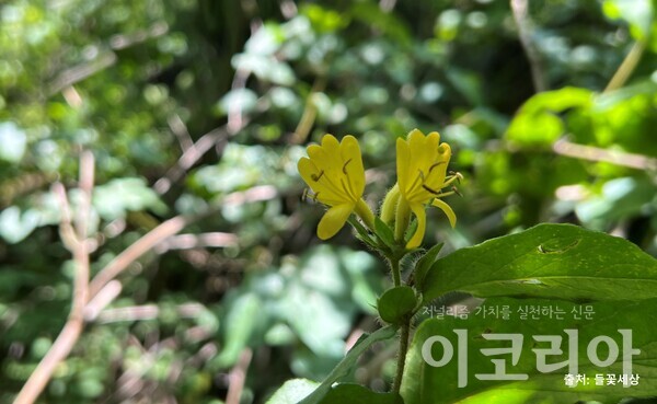 구슬댕댕이 꽃; 흰색꽃이 시간이 지나면 노란색으로 변한다. 출처=들꽃세상. 사진=국립산림과학원 제공.