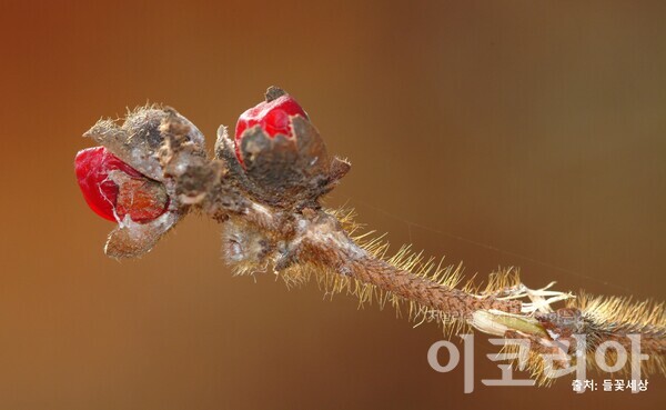 구슬댕댕이 줄기 : 거친 털이 많이 돋아있다. 출처=들꽃세상. 사진=국립산림과학원 제공.