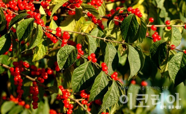 괴불나무 열매; 영롱한 붉은색 열매가 가지마다 달린다. 출처=들꽃세상. 사진=국립산림과학원 제공.