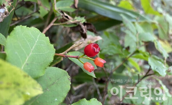 산앵도카지노 슬롯 머신 게임 열매; 빨간색으로 표면이 반짝인다. 출처=들꽃세상. 사진=국립산림과학원 제공.