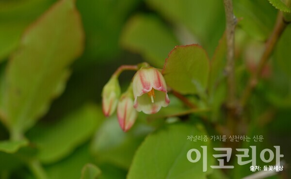 산앵도카지노 슬롯 머신 게임 꽃; 5장의 꽃잎이 모여 통꽃을 이룬다. 출처=들꽃세상. 사진=국립산림과학원 제공.