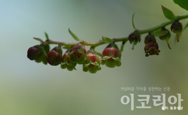 정금카지노 슬롯 머신 게임 꽃; 여러 개의 꽃이 모여 달린다. 출처=들꽃세상. 사진=국립산림과학원 제공.
