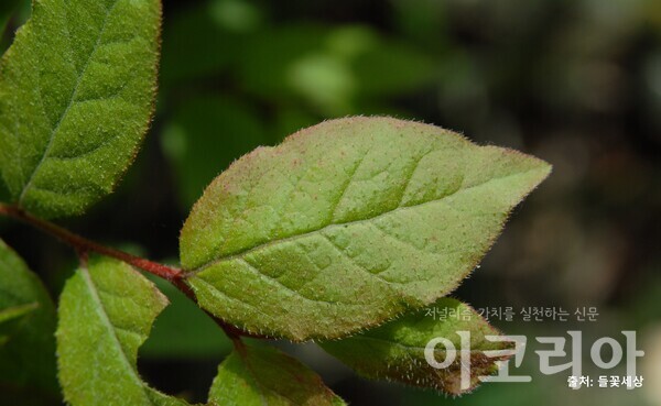 정금카지노 슬롯 머신 게임 잎; 잎과 가장자리에 잔털이 많다. 출처=들꽃세상. 사진=국립산림과학원 제공.