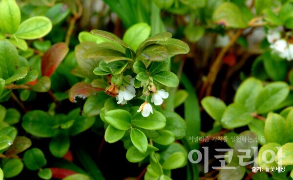 월귤 꽃; 하얀색 꽃이 핀다. 출처=들꽃세상. 사진=국립산림과학원 제공.