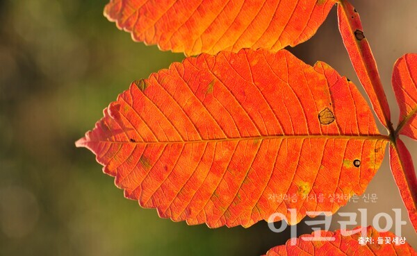 붉슬롯 잎: 엽축에 날개가 발달한다. 출처=들꽃세상. 자료=국립산림과학원 제공.