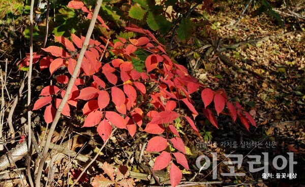 개옻슬롯 모습: 가을에 붉은색으로 단풍이 든다. 출처=들꽃세상. 사진=국립산림과학원 제공.