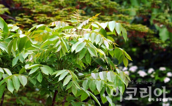 옻슬롯 잎: 깃꼴형태의 겹잎으로 잎맥이 뚜렷하게 발달한다. 출처=들꽃세상. 자료=국립산림과학원 제공.