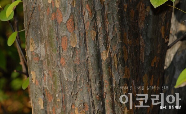 한국 도박한국 도박 한국 도박껍질; 얼룩덜룩한 무늬가 있다. 자료=국립산림과학원 제공. 출처=들꽃세상.