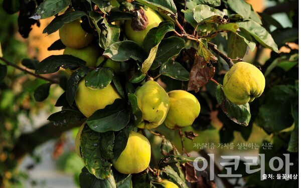한국 도박한국 도박 열매; 단단한 열매가 노란색으로 익는다. 자료=국립산림과학원 제공. 출처=들꽃세상.