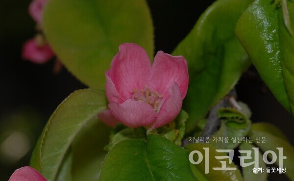 한국 도박한국 도박 꽃; 진한 분홍색이다. 자료=국립산림과학원 제공. 출처=들꽃세상.