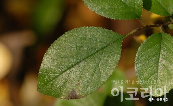 한국 도박한국 도박 잎; 가장자리에 작고 뾰족한 톱니가 있다. 자료=국립산림과학원 제공. 출처=들꽃세상.