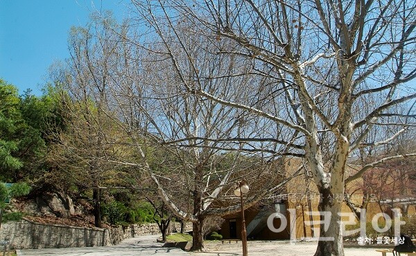 양버즘한국 도박 수형; 우람하게 자란다. 자료=국립산림과학원 제공. 출처=들꽃세상.