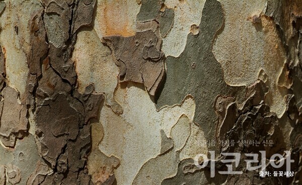 양버즘한국 도박 한국 도박껍질; 얼룩덜룩한 무늬가 있다. 자료=국립산림과학원 제공. 출처=들꽃세상.