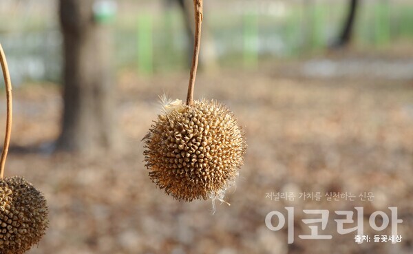 양버즘한국 도박 열매; 방울처럼 생긴 열매가 한개씩 달린다.자료=국립산림과학원 제공. 출처=들꽃세상.