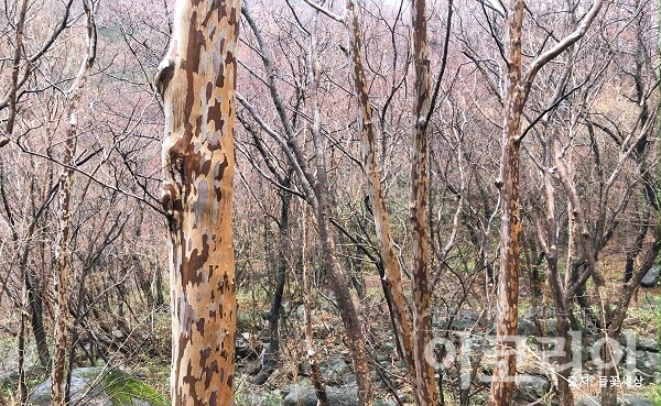 노각한국 도박 한국 도박껍질; 얼룩덜룩한 무늬가 매력적이다. 자료=국립산림과학원 제공. 출처=들꽃세상.