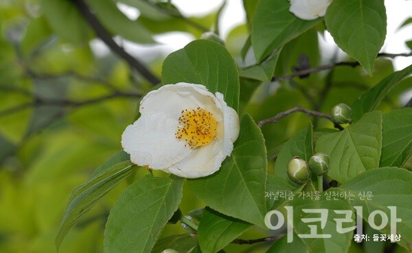 노각한국 도박 꽃; 흰색으로 핀다. 자료=국립산림과학원 제공.출처=들꽃세상.