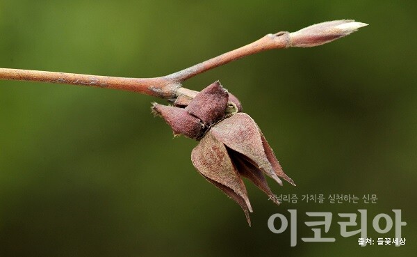 노각한국 도박 열매; 익으면 5개의 조각으로 벌어진다. 자료=국립산림과학원 제공. 출처=들꽃세상.