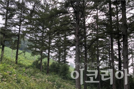 잎갈몬라 슬롯 숲; 크고 강직하게 자란다. 자료=국립산림과학원 제공.
