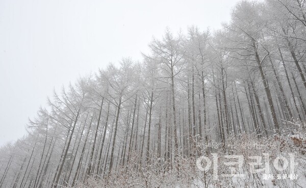 일본잎갈몬라 슬롯 수형; 몬라 슬롯가 곧고 강직하다. 자료=국립산림과학원 제공. 출처=들꽃세상.