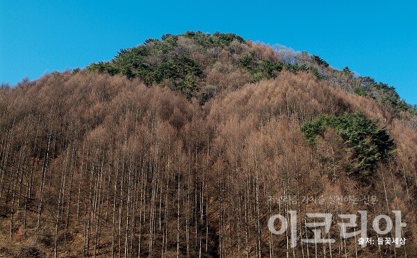 일본잎갈몬라 슬롯 숲; 가을에 낙엽이 진다.자료=국립산림과학원 제공. 출처=들꽃세상.