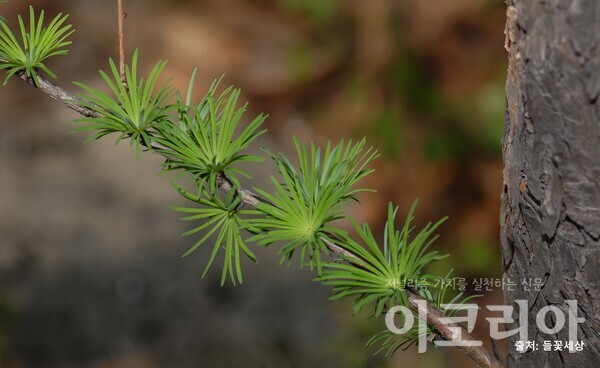 일본잎갈몬라 슬롯 잎; 바늘처럼 길다.자료=국립산림과학원 제공. 출처=들꽃세상.