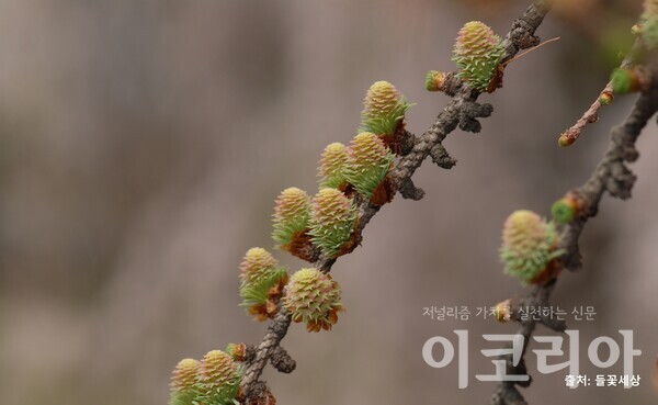 일본잎갈몬라 슬롯 암꽃(암배우체); 여러 개의 조각으로 뭉쳐진 솔방울 모양이다.자료=국립산림과학원 제공. 출처=들꽃세상.