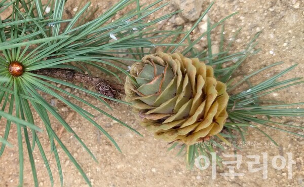 일본잎갈몬라 슬롯 구과; 실편이 많고 끝이 뒤로 젖혀진다.자료=국립산림과학원 제공. 출처=들꽃세상.