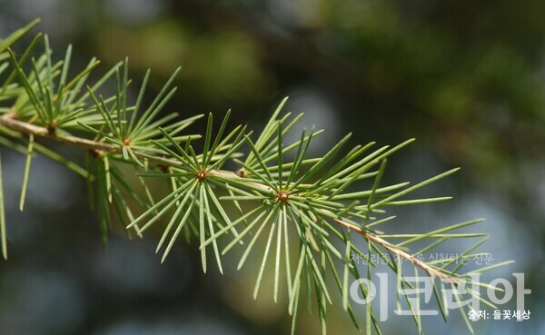 개잎갈몬라 슬롯 잎; 바늘처럼 길고 뾰족하다. 자료=국립산림과학원 제공. 출처=들꽃세상.