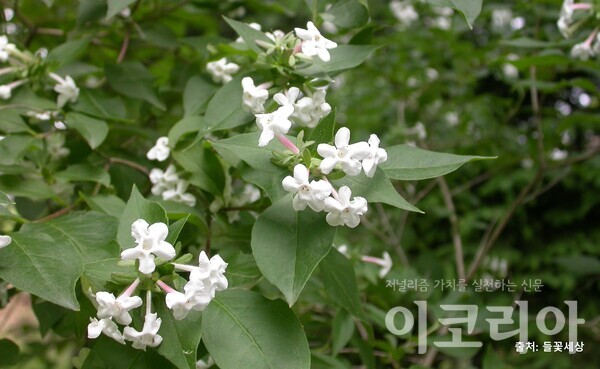 댕강강원 랜드 슬롯 머신 종류 꽃: 연분홍색으로 여러개가 모여난다. 자료=국립산림과학원 제공. 출처=들꽃세상.