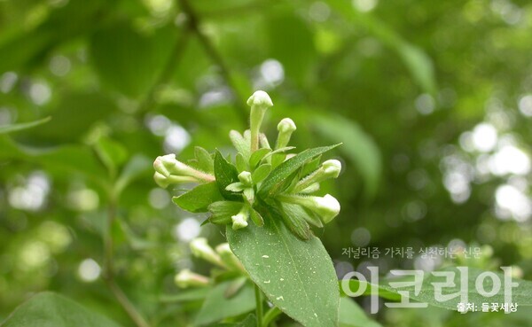 댕강강원 랜드 슬롯 머신 종류 꽃봉오리: 곤봉 모양이다. 자료=국립산림과학원 제공. 출처=들꽃세상.