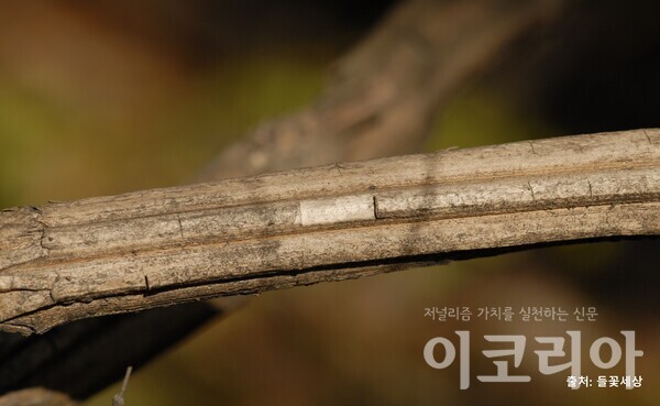 댕강강원 랜드 슬롯 머신 종류 줄기: 추로스 과자 모양을 닮았다. 자료=국립산림과학원 제공. 출처=들꽃세상.