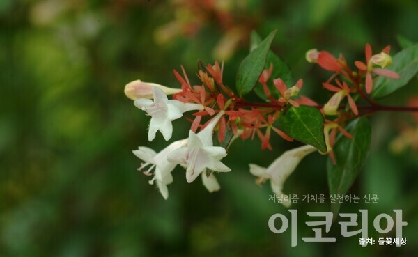 꽃댕강강원 랜드 슬롯 머신 종류 꽃: 향긋한 꽃내음이 난다.