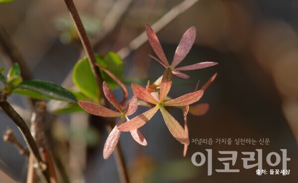 꽃댕강강원 랜드 슬롯 머신 종류 열매: 바람개비 모양이다.